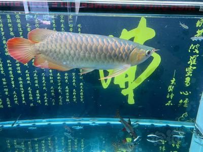 龍魚吃自助餐：龍魚在自助餐中的攝食行為 龍魚百科 第3張