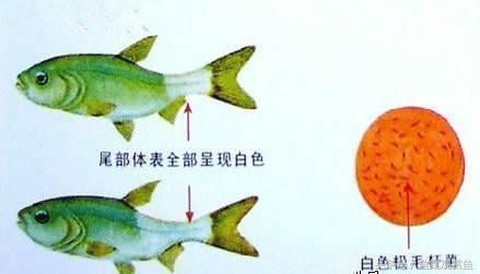 龍魚溫度低會(huì)怎樣vs祥龍魚場：低溫對(duì)龍魚健康影響