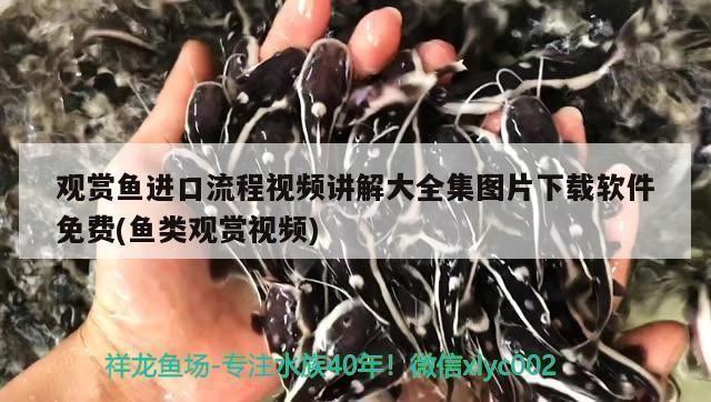 蝴蝶鯉飼料品牌推薦：蝴蝶鯉專用飼料品牌推薦，蝴蝶鯉飼料保存方法推薦 龍魚百科 第4張