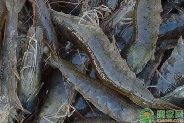 龍魚換魚缸用了麻藥一直不吃怎么辦：為什么使用麻藥后龍魚不吃食物？ 水族問答