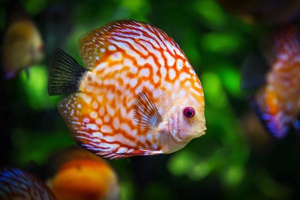 巴卡雷龍魚幼魚發(fā)色技巧：巴卡雷龍魚幼魚光照控制要點，雷龍魚增色飼料選擇 龍魚百科 第1張