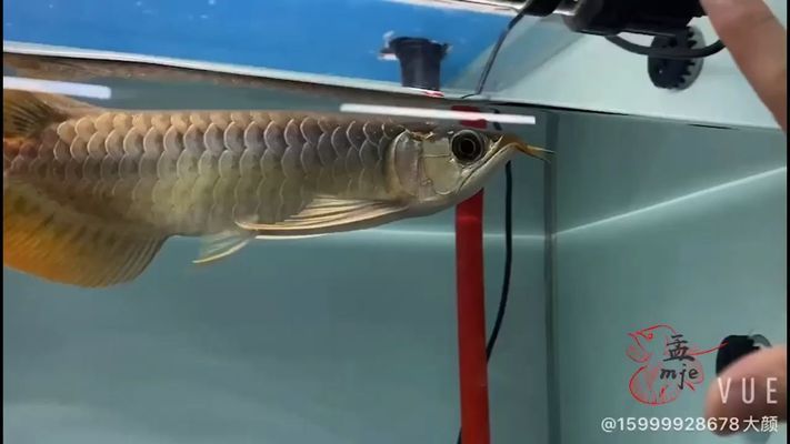 龍魚下掛手術(shù)vs祥龍魚場：“龍魚下掛手術(shù)”與“祥龍魚場”兩個養(yǎng)殖項(xiàng)目的關(guān)系