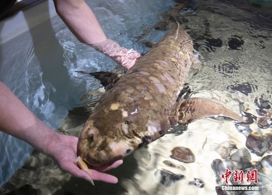 龍魚回家怎么調(diào)整狀態(tài)：如何調(diào)整龍魚回家后的狀態(tài)問(wèn)題 水族問(wèn)答 第1張