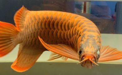 龍魚(yú)溫度多少最佳喂食呢vs祥龍魚(yú)場(chǎng)：龍魚(yú)適宜水溫范圍 vs祥龍魚(yú)場(chǎng) 第3張