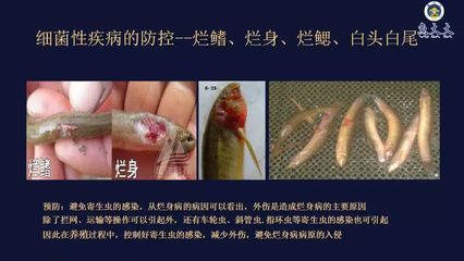 如何預(yù)防雷龍魚感染寄生蟲：如何有效預(yù)防雷龍魚感染寄生蟲 龍魚百科 第1張