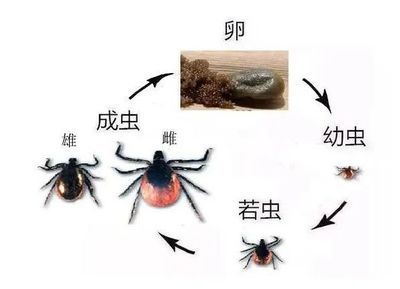 如何預(yù)防雷龍魚感染寄生蟲：如何有效預(yù)防雷龍魚感染寄生蟲 龍魚百科 第6張