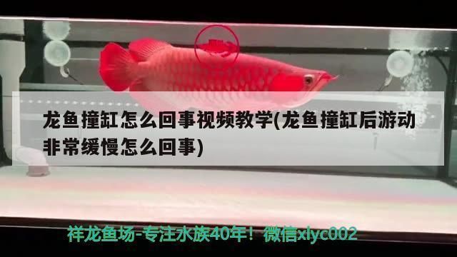 龍魚撞缸后游動非常緩慢怎么回事啊vs祥龍魚場：龍魚撞缸后游動緩慢可能由以下幾個原因引起龍魚撞缸 vs祥龍魚場 第2張