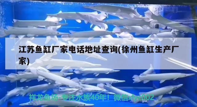 龍魚魚缸廠家電話地址查詢：如何找到一家合適的龍魚魚缸廠家 龍魚百科 第1張