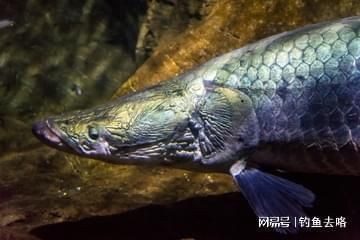 巨骨舌魚幼魚飼料品牌推薦：巨骨舌魚幼魚飼料品牌推薦巨骨舌魚幼魚飼料保存方法