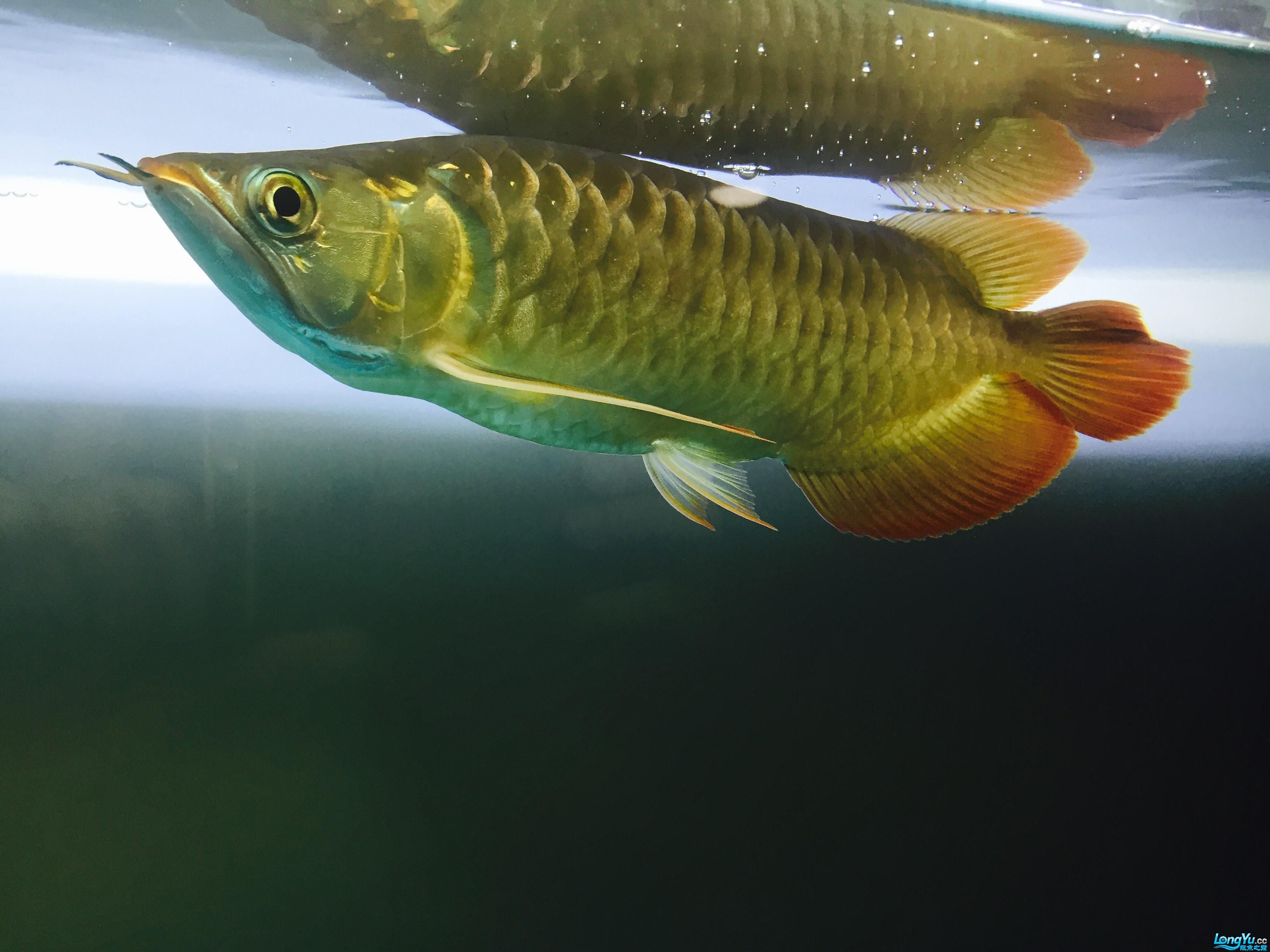 龍魚知乎：尼羅河龍魚(尼羅河龍魚)尼羅河龍魚飼養(yǎng)必備技巧 龍魚百科 第3張