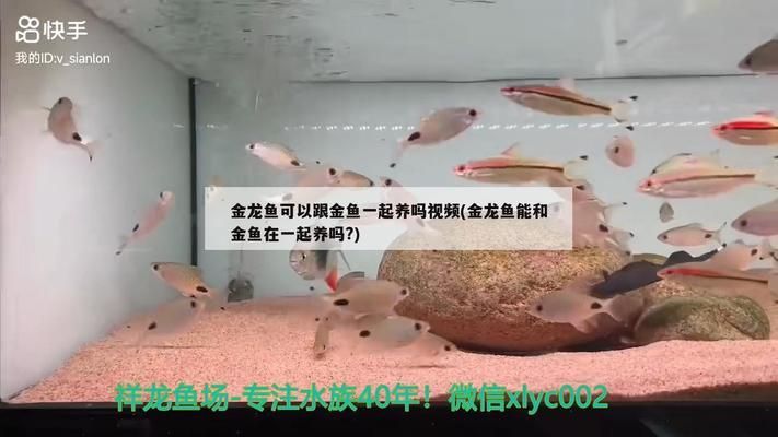 龍魚噎到了vs祥龍魚場：祥龍魚場的評(píng)價(jià)龍魚飼養(yǎng)注意事項(xiàng) vs祥龍魚場 第1張