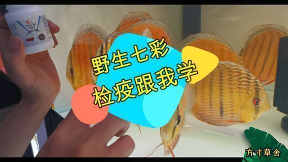 龍魚因水溫過低翻白怎么處理vs祥龍魚場：養(yǎng)殖龍魚時水溫過低導(dǎo)致龍魚翻白是一個常見的問題 vs祥龍魚場 第1張