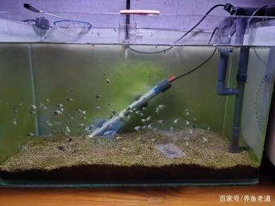 龍魚因水溫過低翻白怎么處理vs祥龍魚場：養(yǎng)殖龍魚時水溫過低導(dǎo)致龍魚翻白是一個常見的問題 vs祥龍魚場 第5張