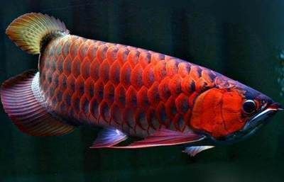 紅龍魚(yú)特征：紅龍魚(yú)以其獨(dú)特的外形特征、生活習(xí)性以及繁殖條件 龍魚(yú)百科 第4張