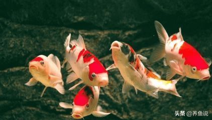 家里養(yǎng)龍魚的風水說法：養(yǎng)龍魚的風水講究 龍魚百科 第2張