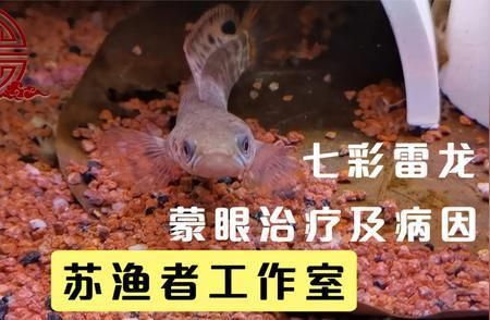 龍魚活飼料：如何選擇適合龍魚口味的活飼料 水族問答 第1張