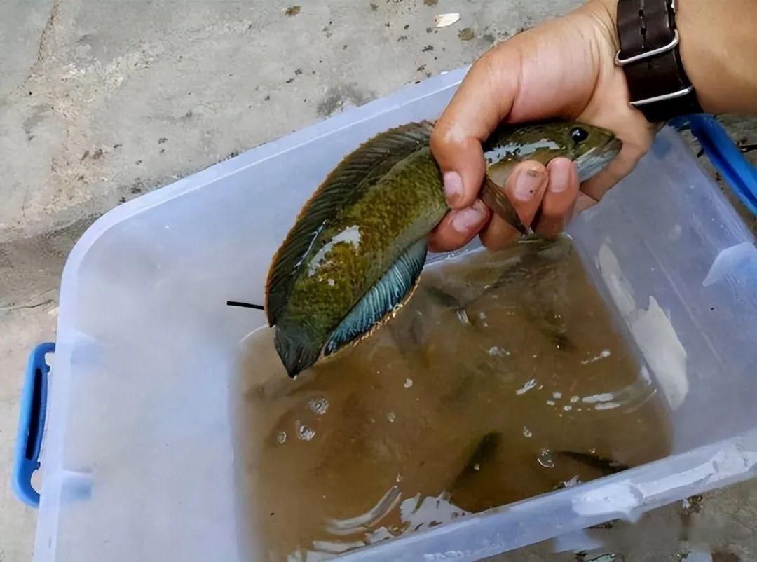 雷龍魚值錢嗎：雷龍魚市場價(jià)格趨勢 龍魚百科 第5張