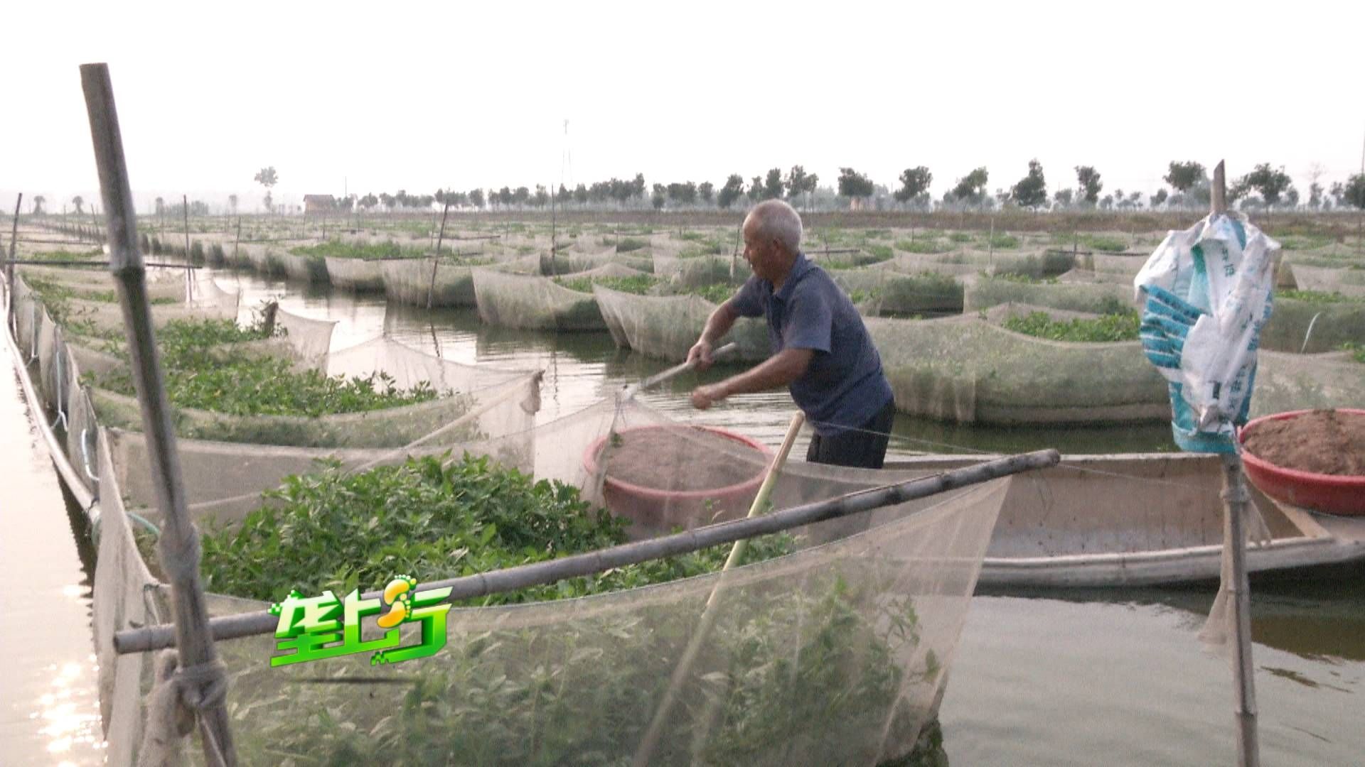 龍魚活體：關于龍魚飼養(yǎng)的幾個問題 水族問答 第1張