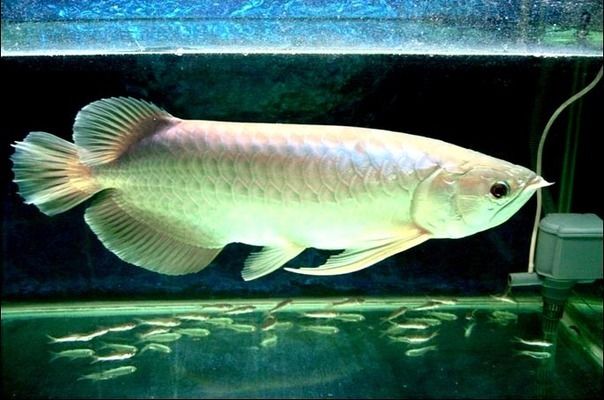 銀龍魚(yú)飼料與蔬菜搭配比例：銀龍魚(yú)的飼料與蔬菜搭配比例應(yīng)當(dāng)以高質(zhì)量的動(dòng)物性飼料為主 龍魚(yú)百科 第6張