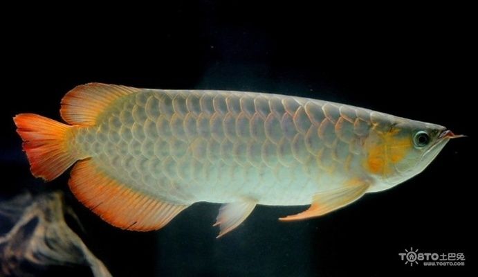 銀龍魚(yú)飼料與蔬菜搭配比例：銀龍魚(yú)的飼料與蔬菜搭配比例應(yīng)當(dāng)以高質(zhì)量的動(dòng)物性飼料為主 龍魚(yú)百科 第4張