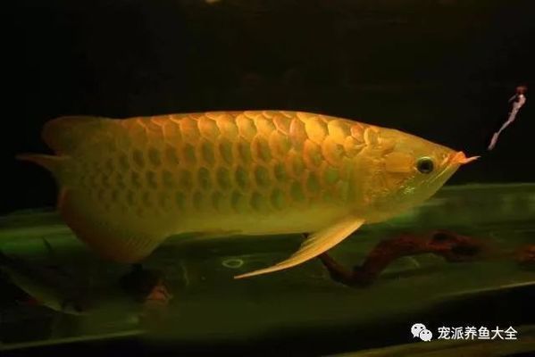 金龍魚的學名：金龍魚的學名是scleropagesformosus 龍魚百科 第1張