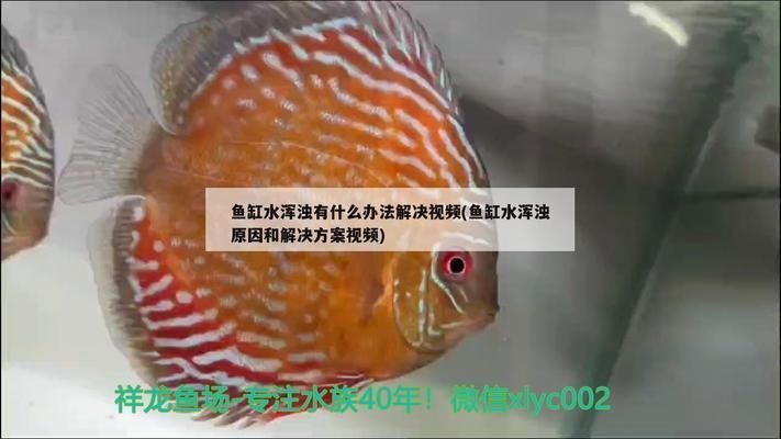 龍魚(yú)有白點(diǎn)病怎么辦用什么藥vs祥龍魚(yú)場(chǎng)：如何治療龍魚(yú)白點(diǎn)病的自然方法