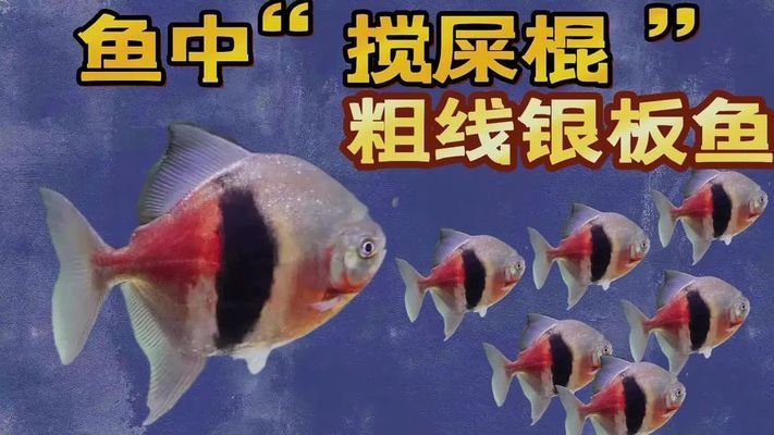 龍魚級別：關(guān)于龍魚的5個(gè)疑問句 水族問答 第2張