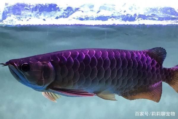 金龍魚(yú)怎么發(fā)色快：金龍魚(yú)發(fā)色速度受多種因素影響金龍魚(yú)發(fā)色速度受多種因素影響 龍魚(yú)百科 第4張