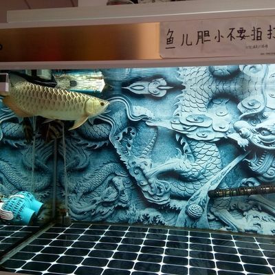 龍魚撞缸后趴缸了怎么辦vs祥龍魚場(chǎng)：如何預(yù)防龍魚撞缸