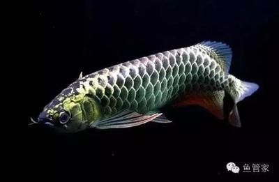 龍魚吃食少什么原因：如何判斷龍魚吃食少的問題 龍魚百科 第4張