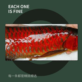 金龍魚活體品牌有哪些種類：金龍魚活體品牌信譽(yù)評(píng)價(jià)金龍魚活體品牌信譽(yù)評(píng)價(jià) 龍魚百科 第5張