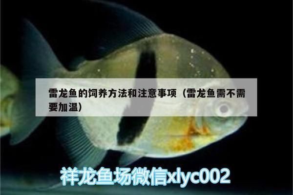 養(yǎng)雷龍魚需要打氧氣嗎vs祥龍魚場：雷龍魚與祥龍魚區(qū)別雷龍魚價格雷龍魚與祥龍魚區(qū)別 vs祥龍魚場 第1張