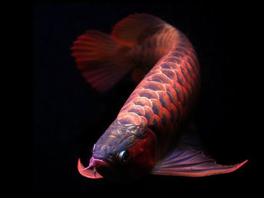 喂龍魚(yú)用什么小魚(yú)vs祥龍魚(yú)場(chǎng)：喂養(yǎng)龍魚(yú)時(shí)使用小魚(yú)與喂食場(chǎng)的適宜性問(wèn)題