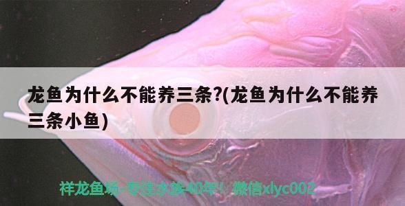 龍魚要求水質(zhì)高嗎為什么不能養(yǎng)vs祥龍魚場(chǎng)：祥龍魚場(chǎng)的評(píng)價(jià)如何 vs祥龍魚場(chǎng) 第5張