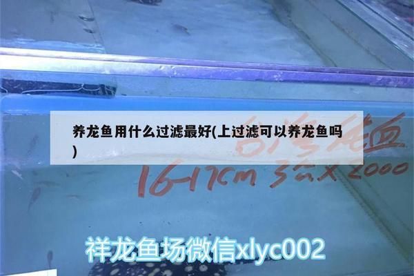 龍魚需要什么過濾材料vs祥龍魚場：龍魚專用濾材品牌如何自制龍魚過濾效果對比祥龍魚場 vs祥龍魚場 第4張