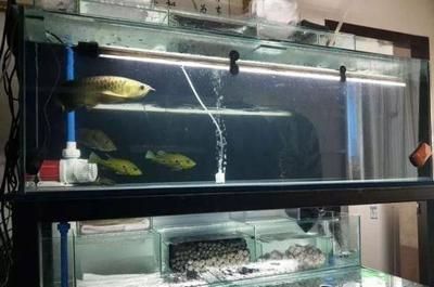 龍魚需要什么過濾材料vs祥龍魚場：龍魚專用濾材品牌如何自制龍魚過濾效果對比祥龍魚場 vs祥龍魚場 第5張