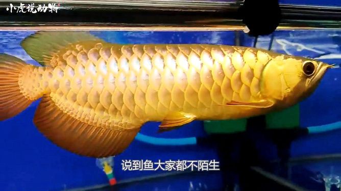 龍魚幾天不吃飯就死了什么原因：關(guān)于龍魚不吃東西的問題 水族問答 第2張