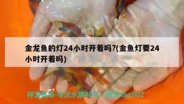 養(yǎng)金龍魚需要殺菌燈嗎vs祥龍魚場：養(yǎng)金龍魚是否需要使用殺菌燈來維持水質(zhì)的問題 vs祥龍魚場 第1張