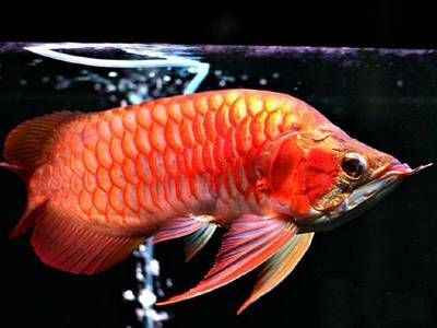 紅龍魚(yú)一只多少錢(qián)：紅龍魚(yú)的價(jià)格受到多種因素的影響 龍魚(yú)百科 第2張