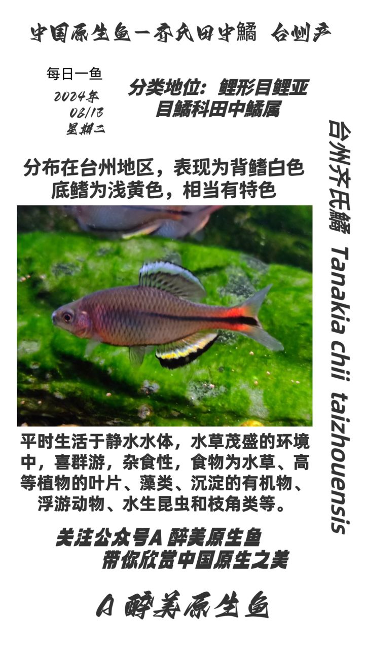 臺(tái)州齊氏鱊：臺(tái)州地區(qū)原生魚類齊氏[需手動(dòng)填充]