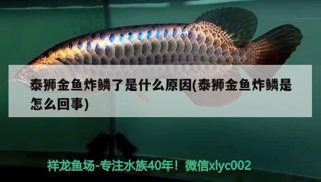 龍魚炸鱗是什么原因vs祥龍魚場：祥龍魚場的龍魚品種龍魚炸鱗后的治療方法 vs祥龍魚場 第1張