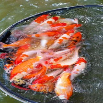 龍魚幾條混養(yǎng)最好：-混養(yǎng)的龍魚需要考慮個體性格與尺寸、混養(yǎng) 水族問答 第2張