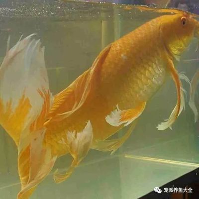 龍魚幾條混養(yǎng)最好：-混養(yǎng)的龍魚需要考慮個體性格與尺寸、混養(yǎng) 水族問答 第4張