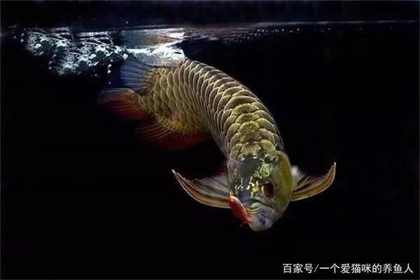 如何養(yǎng)龍魚vs祥龍魚場：祥龍魚場的口碑評價 vs祥龍魚場 第5張