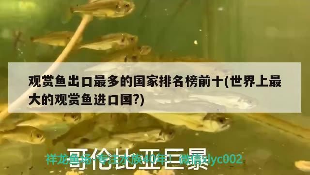 龍魚原產地哪個國家好：南美洲亞馬遜流域內的龍魚養(yǎng)殖龍魚的主要分布在這里 龍魚百科 第5張