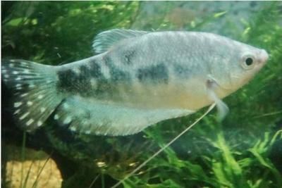 龍魚(yú)公母哪個(gè)好看：龍魚(yú)公母價(jià)格對(duì)比 龍魚(yú)百科 第5張