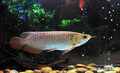 龍魚(yú)公母哪個(gè)好看：龍魚(yú)公母價(jià)格對(duì)比 龍魚(yú)百科 第3張