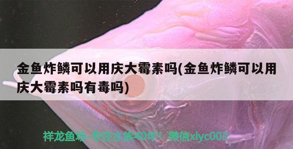 龍魚炸鱗用土霉素還是土霉素好vs祥龍魚場：祥龍魚場龍魚養(yǎng)護技巧