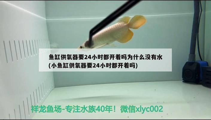 龍魚需要24小時打氧嗎vs祥龍魚場：如何判斷龍魚是否需要24小時打氧 vs祥龍魚場 第1張