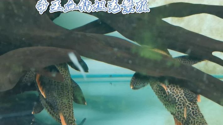 龍魚鑒賞要點總結(jié)：龍魚的鑒賞要點 水族問答 第1張